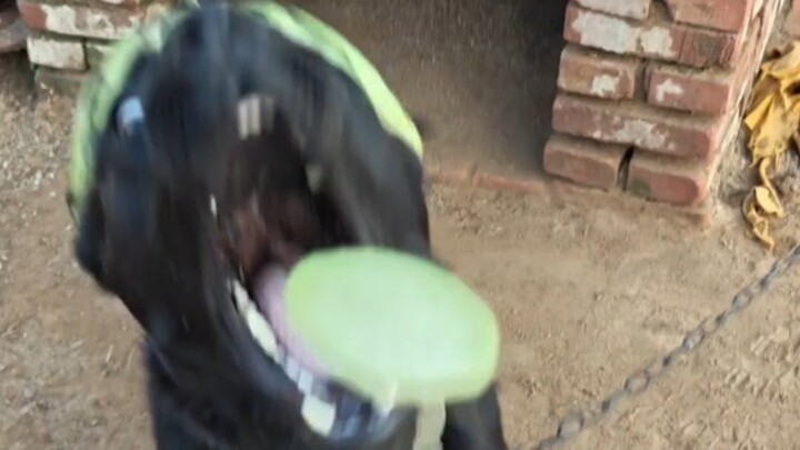 วันนี้ขนดำกลายเป็นขนแตงโม โอเคสุดๆ!