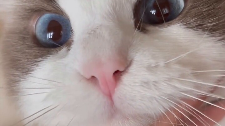 Crazy Thursday sent me a kitten. Can I eat it? It's urgent. I'm waiting online.