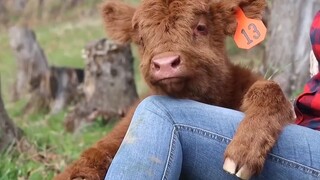 Anak sapi kecil yang manja itu lucu sekali!!!