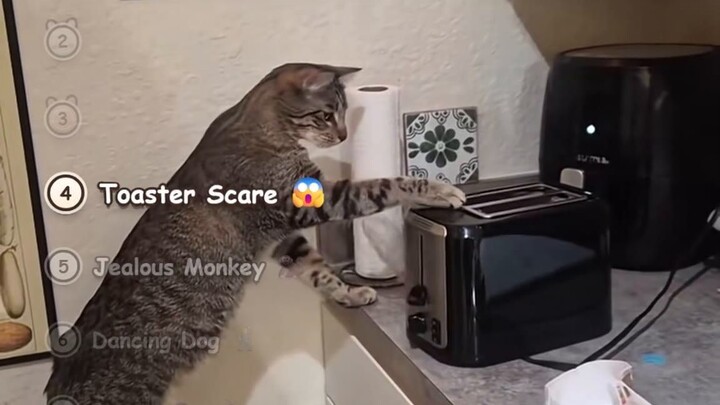 Sunday Bangers of the Week #2 — Dancing Dog, Hot Dog Pack & Toaster Scare: Sunday Bangers #2