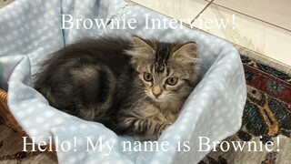 Brownie Interview! - Come and meet my pet Brownie!