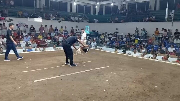 5th figth win superkelso x roundhead,, fastestkill