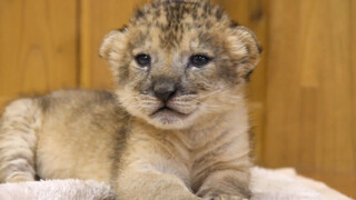 Little Lion: Just fell asleep and already forced to start working? o(｀ω´ )o