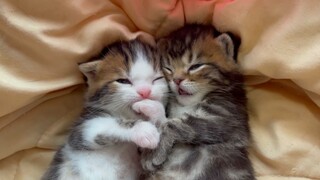 Kittens getting sleepy and fall asleep