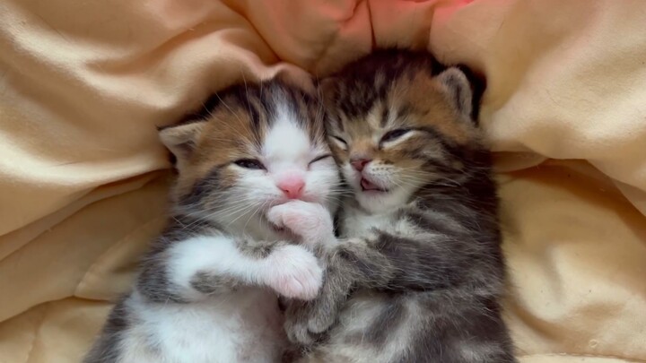 Kittens getting sleepy and fall asleep