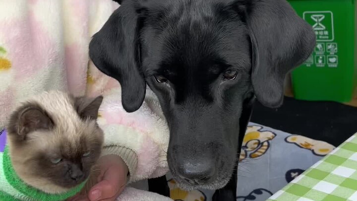 When a broke guy raises a greedy dog—today we're eating broccoli