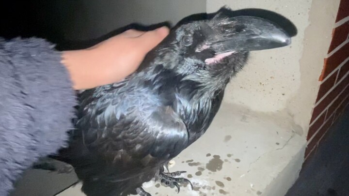 This disabled raven is starting to look more and more like an old hen…
