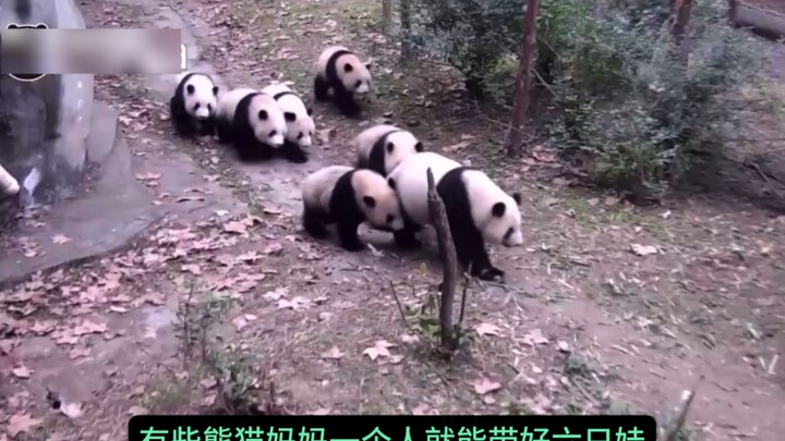 Ada ibu panda yang mengasuh enam anak sekaligus, santai seperti bos besar mengajak adik-adiknya jala