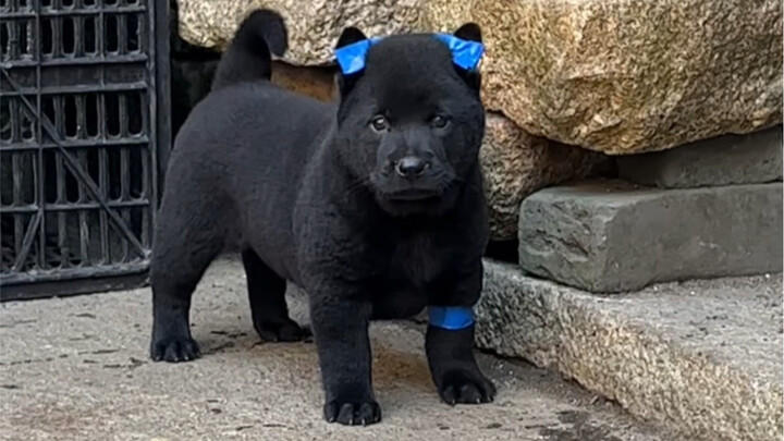 عندما يسمع الكلب الريفي نداء صاحبه، لا يفعل سوى أن يخفض رأسه ويهز ذيله، وهذه خاصية لا يمكن مقارنتها 