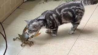 “猫的反应速度是猫的7倍”