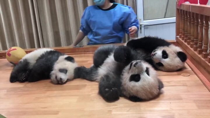 Melihat bayi panda di ruangan bersalin