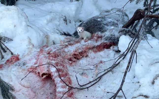 The weasel feasts on a massive deer carcass—enough to last the entire winter!