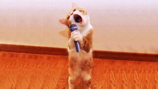 New Funny Animals 😂 Funniest Cats and Dogs Videos 😺🐶 Part 18