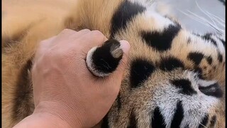 Perbandingan antara telapak tangan orang dewasa dan kepala harimau