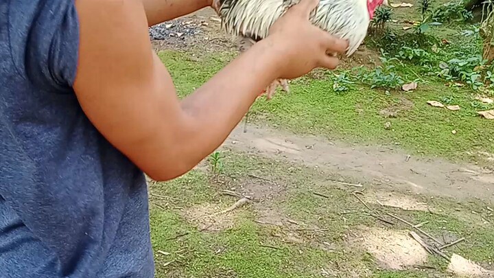 win standard size bantam tumakbu kalaban