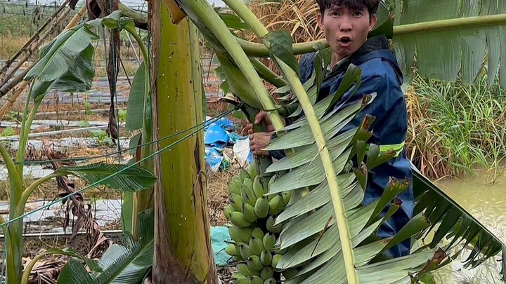 I’m asking you one last time: When are you finally coming to Guangxi?