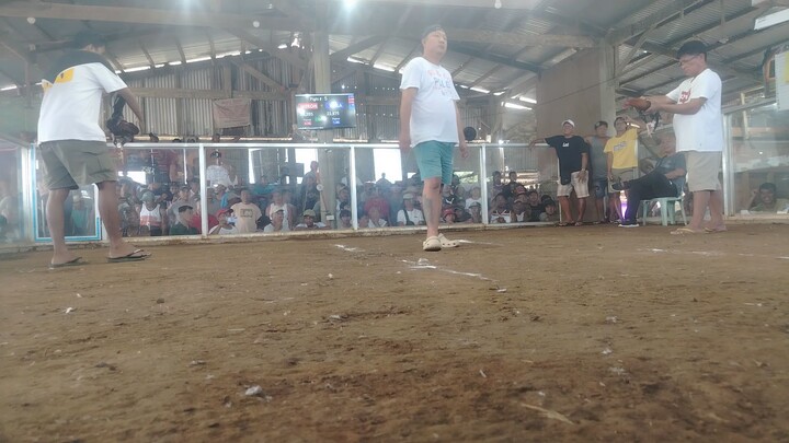 9 months stag semi balda pakpak win against bullstag