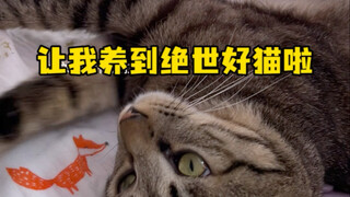 Let me raise the most amazing cat ever!