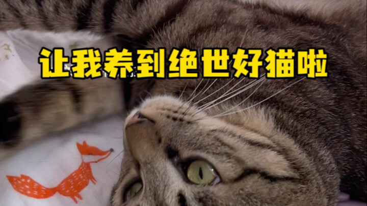 让我养到绝世好猫啦