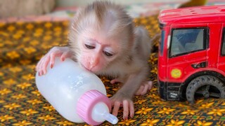 No Hopes!! Tiny adorable Luca can't find the way to get milk by himself, Need Mom's help to get milk