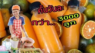 น้องเเมตตี้น้ำส้มคั้นยอดกตัญญู​ คั้นวันละกว่า3000ลูก​ ตลาดเซฟวัน​ โคราช