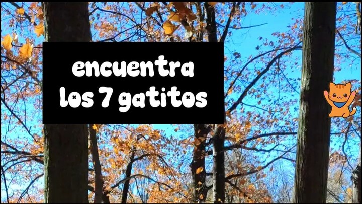 encuentra los 7 gatos