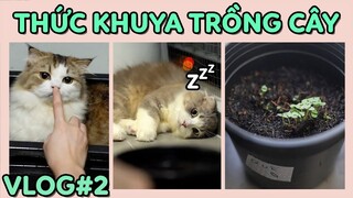 Thức khuya trồng cây cùng các bé mèo và thành quả | The Happy Pets Vlog #2