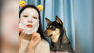 Một chiếc chó điệu đà(P7) | MYPET