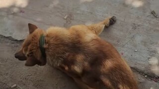 Cuộc sống này thẳng lắm...