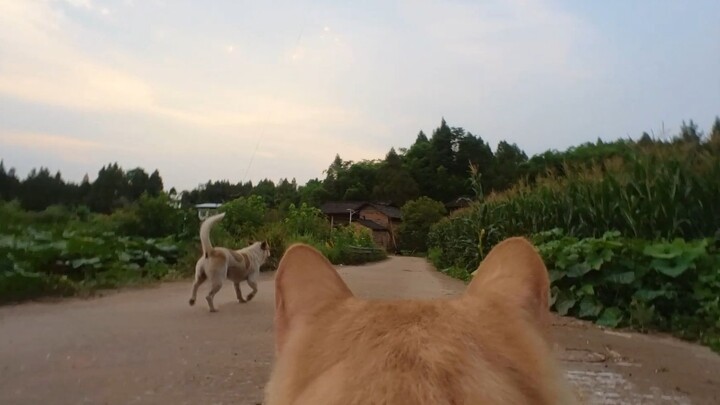 Cat: No time to explain—get in the car!