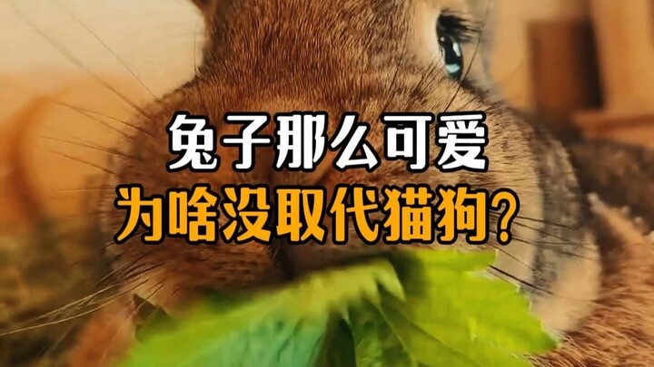 ทำไมกระต่ายน่ารักขนาดนี้แต่กลับไม่สามารถแทนที่ตำแหน่งของแมวและสุนัขในวงการสัตว์เลี้ยงได้?