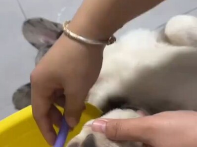 Turns out a puppy’s paw pads are pink…