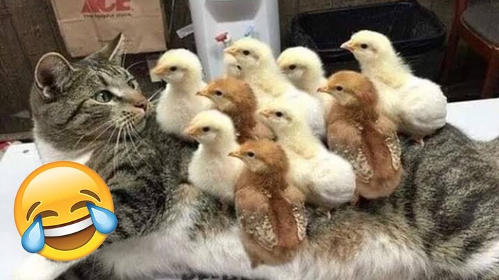 Funny Cats Compilation - You Will Die Laughing (TRY NOT TO LAUGH Challenge)