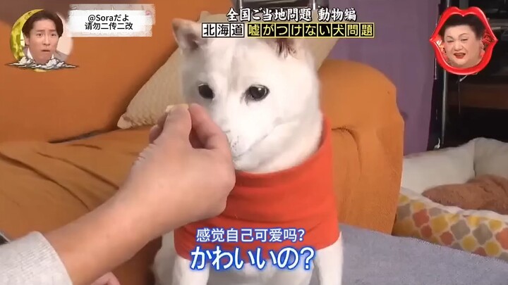 หมาที่ไม่โกหก