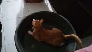 Cat Playing crazy