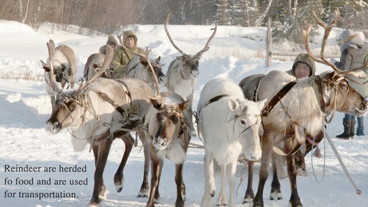 The  music of the Inuit.  The common bottlenose dolphins and Inuits have an egalitarian society