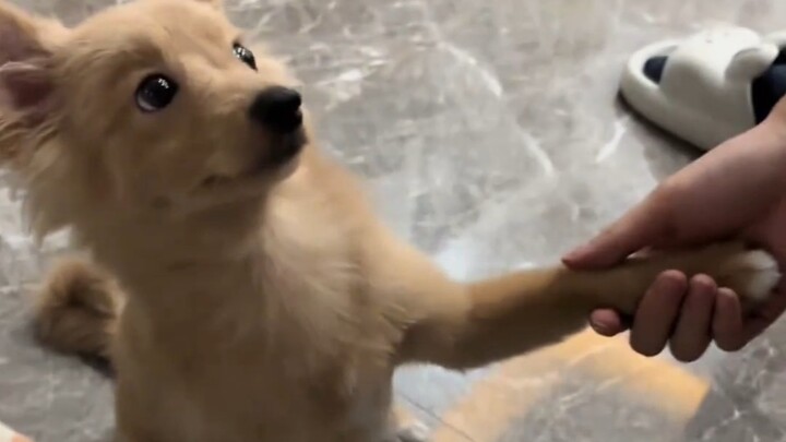 My husband suddenly had an idea and decided to see if the puppy only understands "shake hands."