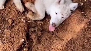 资本家见了都流泪