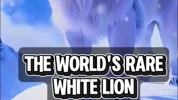 the white lion kings