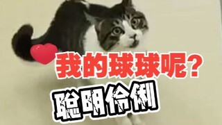 猫咪：我的快乐没有了！