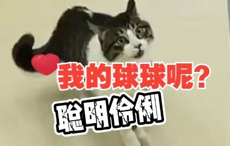 猫咪：我的快乐没有了！