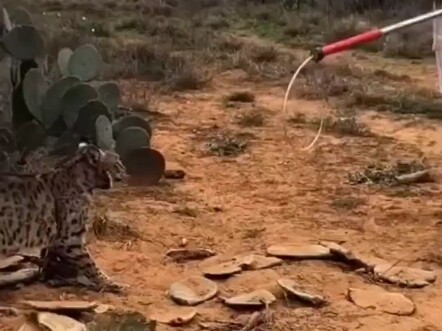 همم؟ المشاعر متقطعة قليلًا... هل أعضّه أم أشكره؟