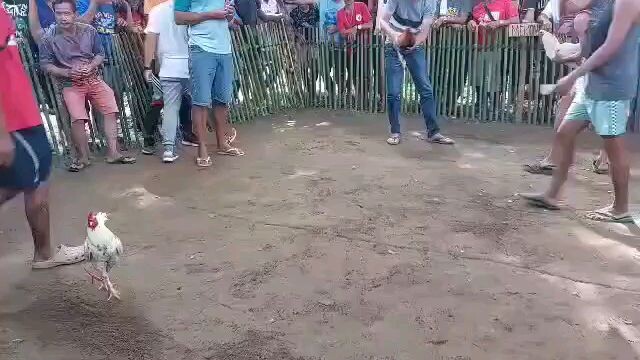 Sabong Palawan(EL Nido) Brgy.Fiesta- Heavy Asil grade 1.7kg David vs. Goliath