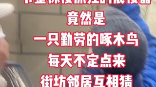 How embarrassing—this so-called "floor-shaking device causing disturbance" was actually a woodpecker