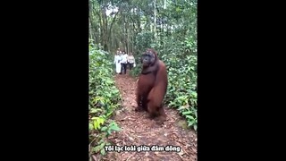 Video Mặn Mòi Về Lũ Động Vật Hề Hước _ Siêu Thú Cưng