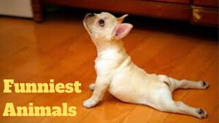 💥Funniest Animals Viral Weekly😂🙃💥of 2020 | Funny Animal Videos💥👌