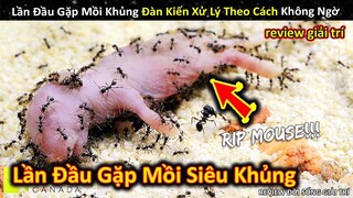 Lần Đầu Đối Mặt Với Mồi Siêu Khủng, Đàn Kiến Có Cách Xử Lý Không Ngờ || Review Giải Trí Đời Sống