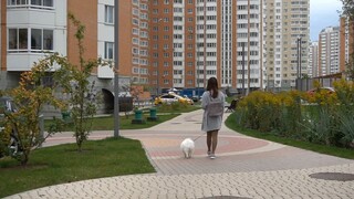 Đưa cún yêu lười nhất thế giới đi dạo ở nước ngoài _ Holly _ pomeranian _ 12