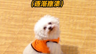 Pipi can get into Tsinghua University; Niuniu, you should go roast sweet potatoes instead.