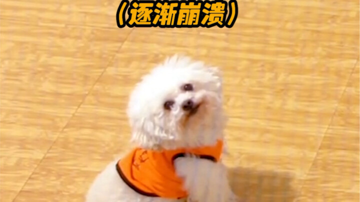 Pipi can get into Tsinghua University; Niuniu, you should go roast sweet potatoes instead.